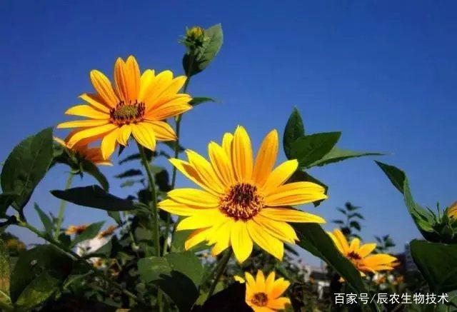 辰农生物菊芋种植基地丨好产品要从源头做起!