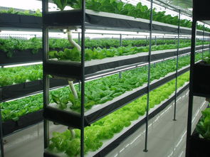 简析植物工厂的关键技术与工业植物提取的核心方法