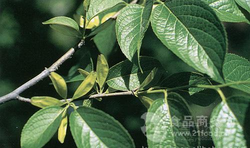 于2010在银川工商注册成立,注册资本不详,主要经营项目为: 植物提取物