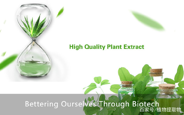 天然植物红景天提取物活性成分常见功能应用分享