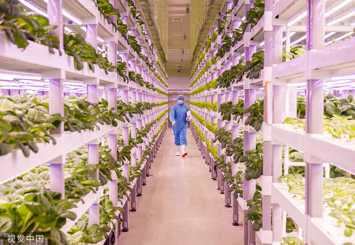 走进"植物工厂" 探访现代工厂化智慧育苗基地